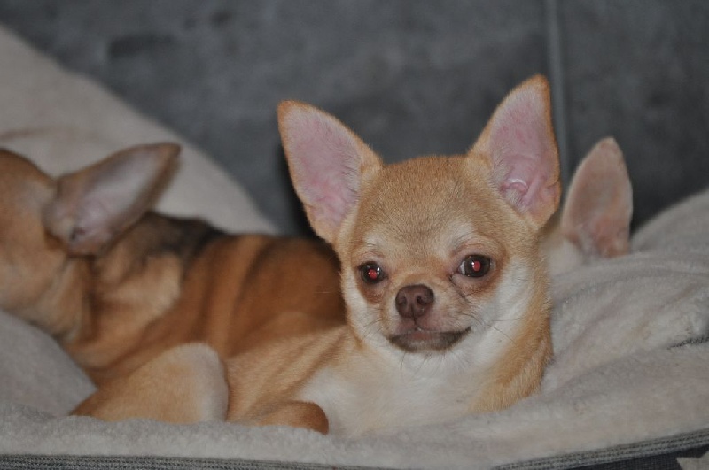 chiot Chihuahua du Royaume d'Isthar