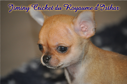 Jiminy cricket du Royaume d'Isthar