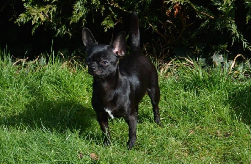 Jolie pink lady du Royaume d'Isthar