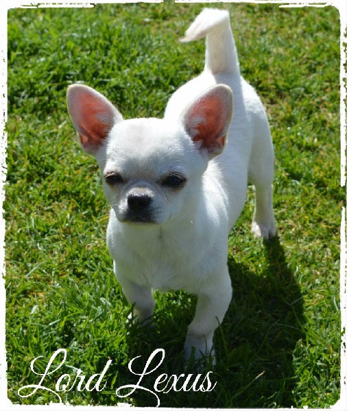 Lord lexus du Royaume d'Isthar