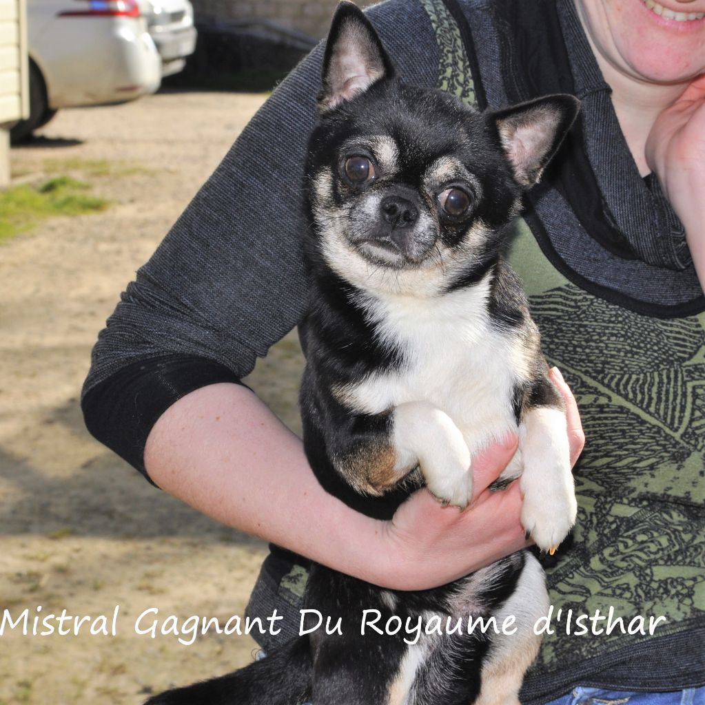 Mistral gagnant du Royaume d'Isthar