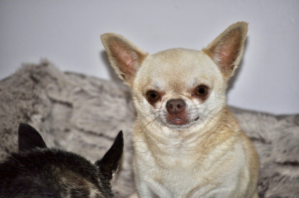 In' love du Royaume d'Isthar