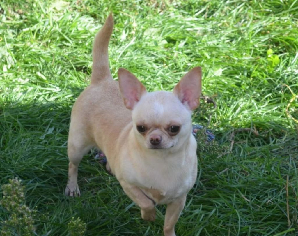 Sybelle Des Pattounes Douces